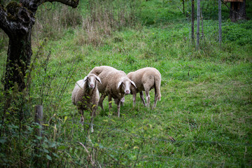 Obraz na płótnie Canvas Schafe auf der Weide / Sheep in the pasture