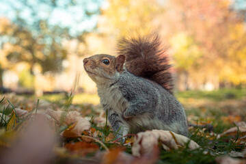 Cute brown and grey squirrel sitting in a park during golden hour