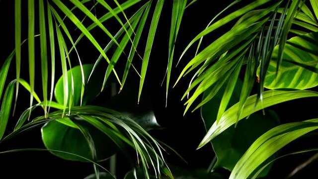 Super slow motion shot of green monstera leaves with water drops, black background.