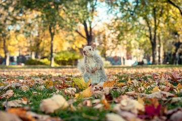 Cute white albino squirrel sitting upright in a park during golden hour