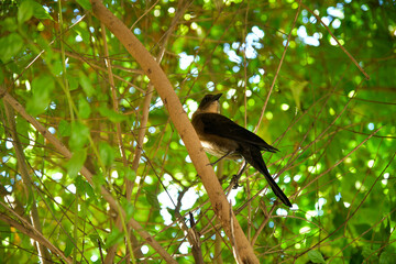pajaros del rio en el noroeste de Mexico