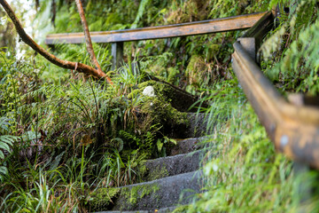 Wet stairs after rain in Egmont National Park, New Zealand