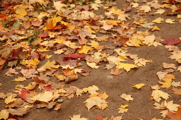 Red and orange autumn leaves background. Outdoor. Colorful backround image of fallen autumn leaves