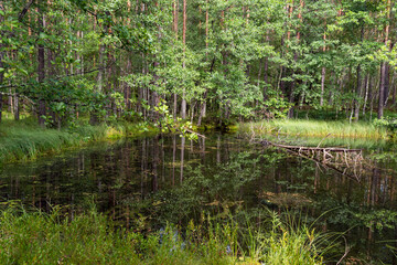 Small forest lake overgrown with grass and lilies, Vyaryamyanselkya Ridge, Karelian Isthmus, Lleningrad region, Russia.
