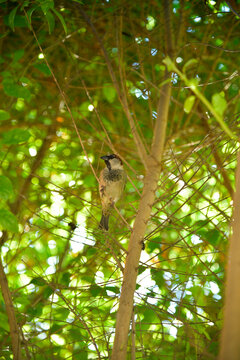 chanate y pajaritos en los arboles 