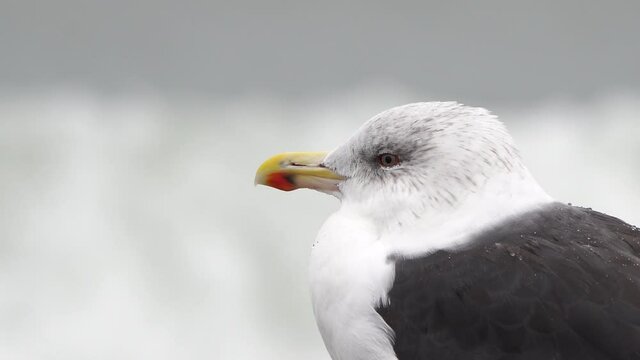 The imposant head of a Great black-backed gull (Larus marinus), the biggest gull on earth