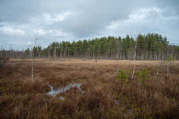 Territory of Sestroretsk swamp reserve. Saint-Petersburg. Russia