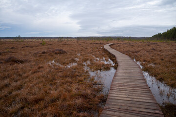 Wooden walkway on the territory of Sestroretsk swamp reserve. Saint-Petersburg. Russia