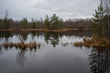 Fototapeta na wymiar Territory of Sestroretsk swamp reserve. Saint-Petersburg. Russia