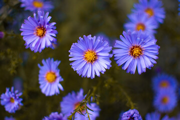 niebieskie kwiaty ogrodowe / blue garden flowers