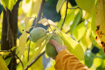Hand of a child picking a ripe pawpaw fruit from a tree