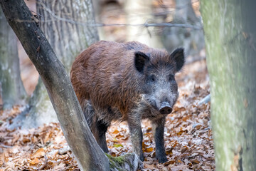 Wild boar in the autumn forest