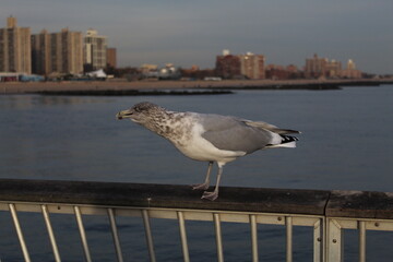 bird