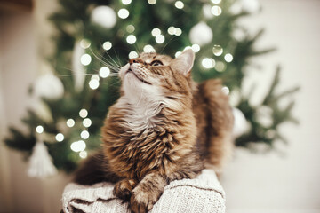 Adorable tabby cat with curious look relaxing on knitted sweater on background of christmas tree...