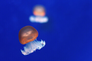Isolated rare jellyfish swimming head up with the second in the blurred background
