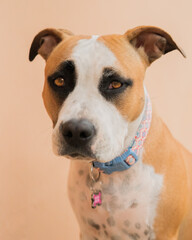 American staffordshire terrier
Portrait of a dog
