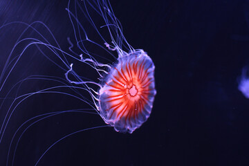 Isolated reddish jellyfish with long tails flowing in right down direction