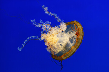 Isolated Pacific sea nettle swimming head down out of the camera with exposed complex tail