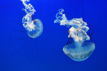 Two isolated Atlantic sea nettles swimming head down on the transparent blue background