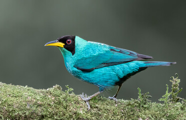 Green Honeycreeper in all bright detailed plumage perched on a branch with good lighting in the tropical forested areas of Trinidad West Indies