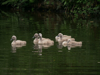 Cygnet baby swans play in the water