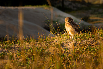 a bird on the grass, 
burrowing owl - Speotyto cunicularia - Coruja buraqueira