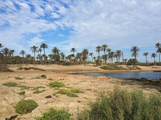 Fototapeta na wymiar Vega Baja del Segura - En Torrevieja cala Ferris un paraíso de palmeras junto al mar