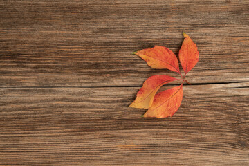 Naklejka na ściany i meble colorful autumn leaf on a wooden background with copy space