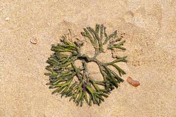 Seaweed on the sand on the beach