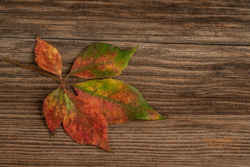 Naklejka na ściany i meble colorful autumn leaf on a wooden background with copy space