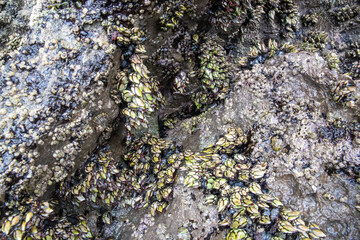 Wild barnacles on a rock by the sea