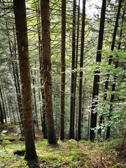 Naklejka premium forest in autumn