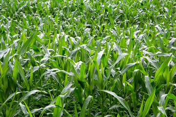 Green corn plant growing in front of the mountains