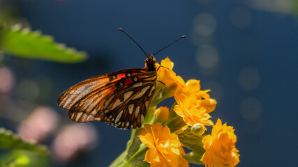 La primavera llegó y las flores lucen su imponente color.