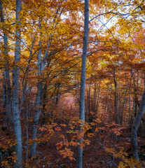 Mountain landscape with autumn colors, beech forest with dry foliage.