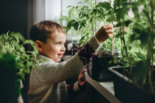a child examines tomato seedlings on the windowsill