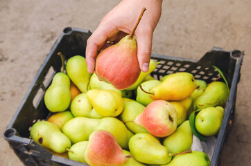 A farmer holds a ripe pear in his hands against the background of a freshly harvested pear in a box. Healthy, natural fruits. Selective focus.
