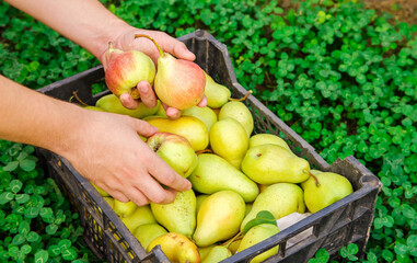 A farmer holds a box of freshly picked pears in a garden. Healthy, natural fruits. Selective focus.