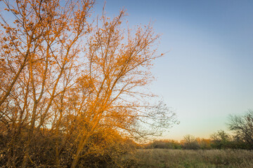 Fototapeta premium autumn nature of Sursky krai