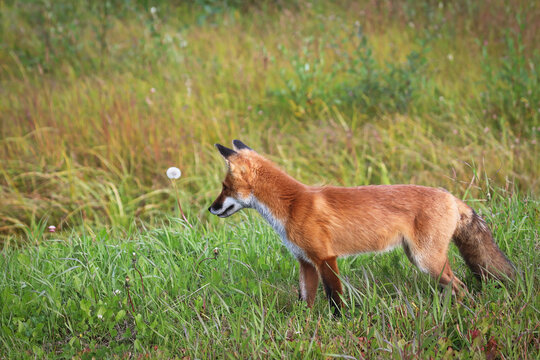Closeup of a red fox hunting in grass