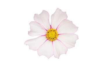 Cosmos flower isolated