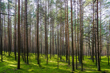 beautiful young forest with thin, long pine trunks in sunlight