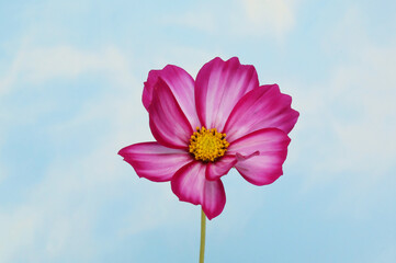 Cosmos against sky