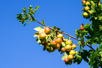 gall wasp on a oak tree leaves against a blue sky, big oak apples on leafs