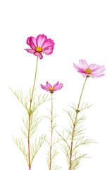 Cosmos flowers against white