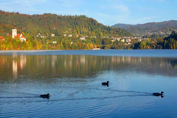 Autumn colours at Bled Lake, Slovenja, Europe