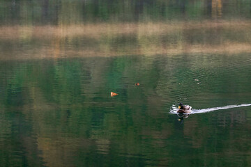 Landscape of Lago di Landro, Durrensee in the Dolomites, Italy, Europe	