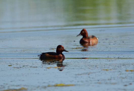 Ferruginous ducks (Aythya nyroca) on the water surface in the pond