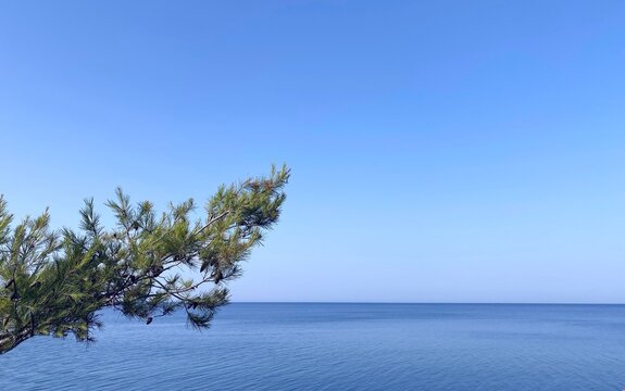 Pine tree branch over blue sea water and clear sky. Calm sea blue water. Dense conifer branch against tranquil ocean waters. Idyllic summer seascape. Horizon over water. Nature Mediterranean coast.