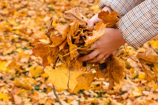 the girl's hands are holding an armful of autumn leaves